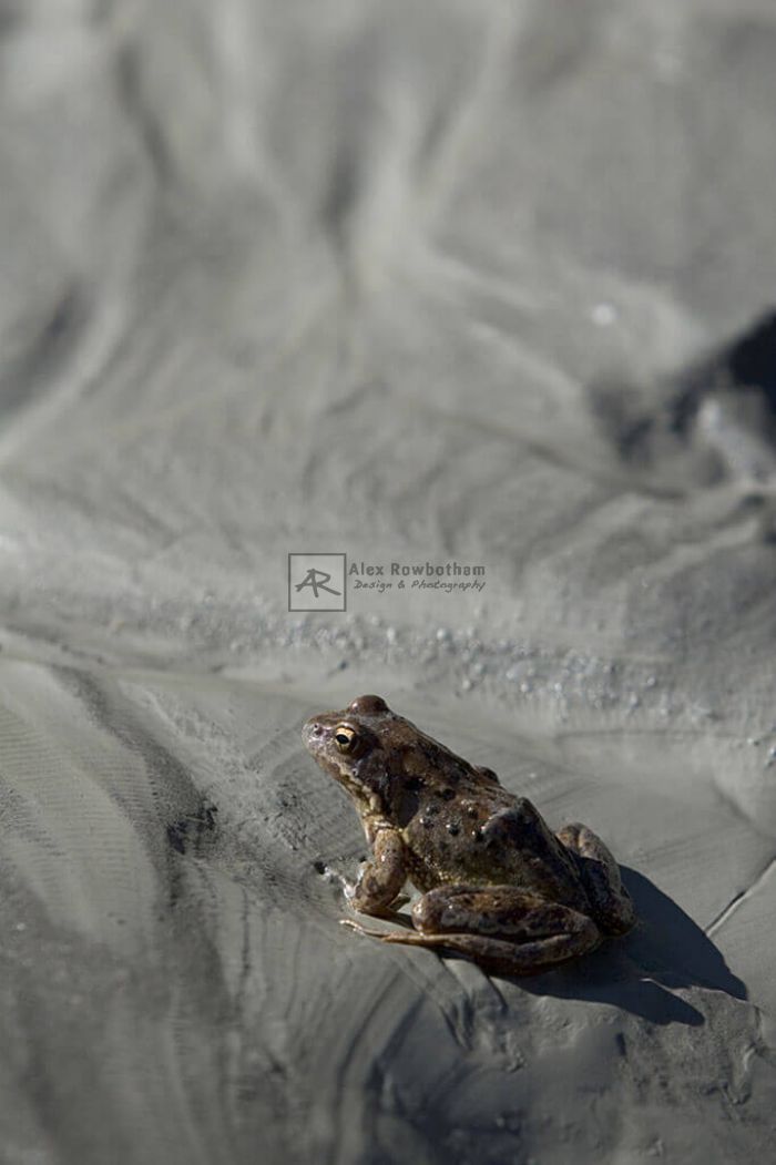 Frog, a photo illustration by Alex Rowbotham