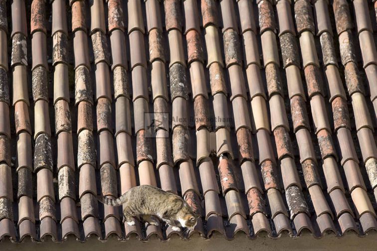 Cat on the Roof, a photograph by Alex Rowbotham